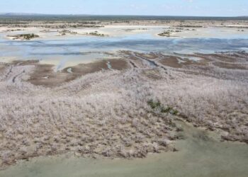 Mangrove dieback crisis in Maldives linked to sea level rise: Cusat study – Times of India