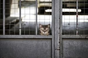 Bribery Is A Way Of Life For Turkmen As Officials Exploit Positions To Extort Money – Radio Free Europe/Radio Liberty