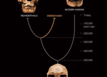Denisovans inhabited Taiwan, new fossil evidence suggests – Science News