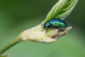 Enhancing Integrated Watershed Management and Climate Resilience for Vulnerable Communities in Lao PDR – World Wildlife Fund