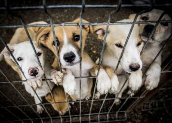 Georgia animal shelters prepare for possible increase in surrenders once tariffs set in – Atlanta News First
