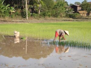 Investment Opportunities in the Lao Agriculture Sector – ASEAN Briefing