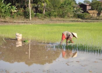 Investment Opportunities in the Lao Agriculture Sector – ASEAN Briefing