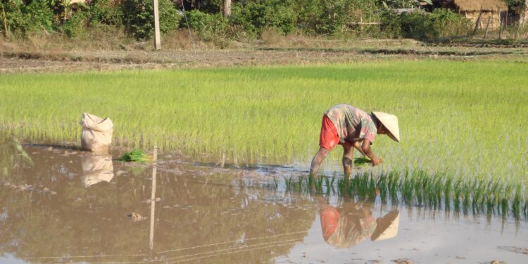 Investment Opportunities in the Lao Agriculture Sector – ASEAN Briefing