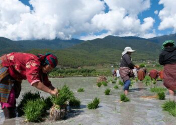 Bhutan promotes quinoa to fight noncommunicable diseases – Nation Thailand