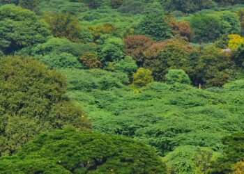 India’s forests are disappearing, but not on paper – Dialogue Earth
