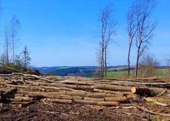 World’s largest deforestation project fells forests for bioethanol fuel, sugar and rice in Indonesia – AP News