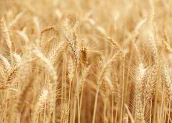 First wheat shipment since Assad’s ouster arrives in Syria’s Latakia – Reuters