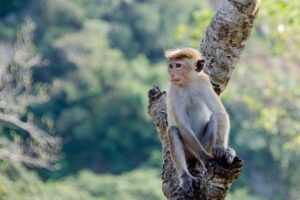 Sri Lanka’s consumer prices drop 1.9% in March y/y – TradingView