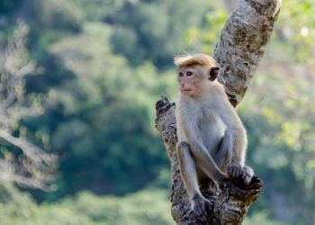 Sri Lanka’s consumer prices drop 1.9% in March y/y – TradingView