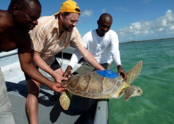 Turtle Power: 15 Years of Pioneering Conservation at Four Seasons Resorts Maldives – Tourismag.com