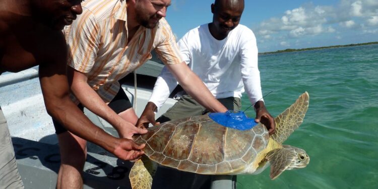 Turtle Power: 15 Years of Pioneering Conservation at Four Seasons Resorts Maldives – Tourismag.com