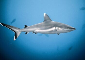 Sharks drew crowds to this Israeli beach for years. Now a swimmer’s disappeared and a body’s been found – CNN