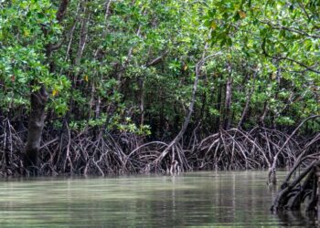 Mangroves mount a fragile green revival in Iraq’s toxic south – Mongabay