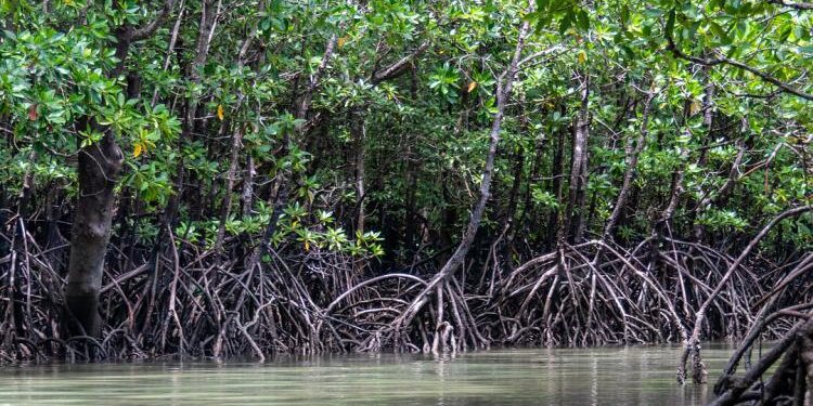 Mangroves mount a fragile green revival in Iraq’s toxic south – Mongabay