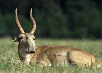 Saving saiga in Kazakhstan’s ‘Golden Steppe’ – CNN