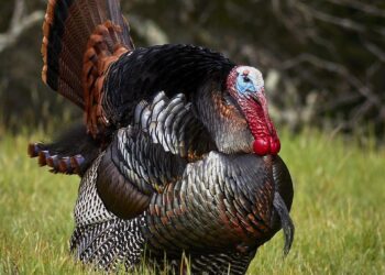 Turkey’s Neo-Ottoman Push on Cyprus Threatens European Stability – The European Conservative