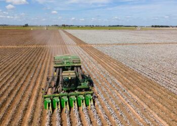 Turkmen Teachers Ordered To Pick Cotton Instead Of Teach Classes As Harvest Approaches – Radio Free Europe/Radio Liberty