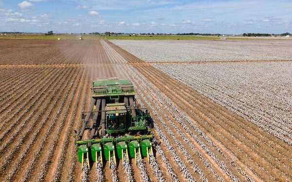Turkmen Teachers Ordered To Pick Cotton Instead Of Teach Classes As Harvest Approaches – Radio Free Europe/Radio Liberty