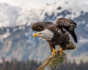 Bald eagle rescued at Jordan Lake by local photographer and officer – WRAL.com