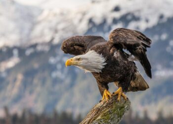 Bald eagle rescued at Jordan Lake by local photographer and officer – WRAL.com