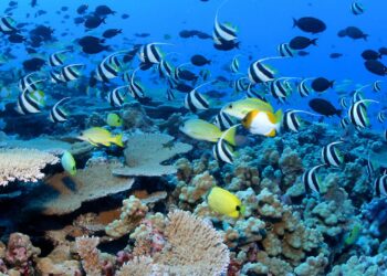 I Helped Restore Coral Reefs on Vacation in the Maldives — Here’s How You Can, Too – Travel + Leisure