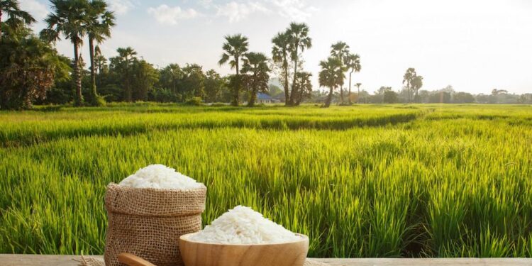 Rice Production on the Rise in Turkmenistan – The Times Of Central Asia