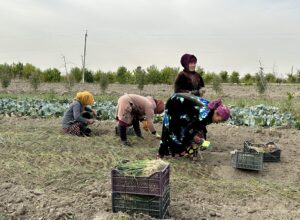 Uzbek Farmers Say They’re Being Forced To Surrender Land To Chinese Firms – Radio Free Europe/Radio Liberty
