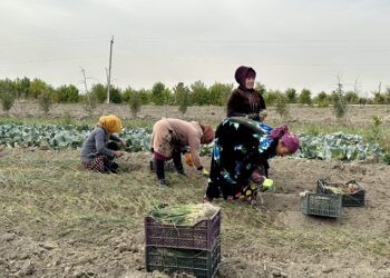 Uzbek Farmers Say They’re Being Forced To Surrender Land To Chinese Firms – Radio Free Europe/Radio Liberty