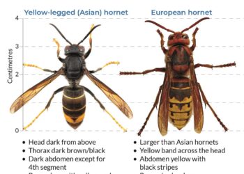 Georgia Agriculture Department urges Public to report Yellow-Legged Hornet Primary Nests to stop Spread – WNEG Radio