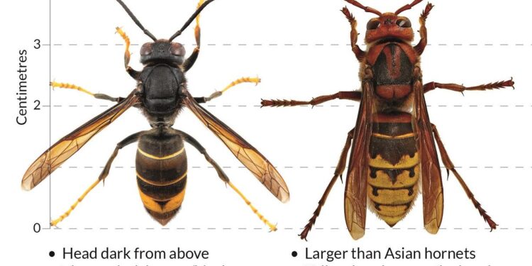 Georgia Agriculture Department urges Public to report Yellow-Legged Hornet Primary Nests to stop Spread – WNEG Radio