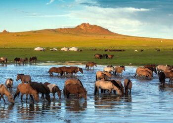 Expert Meeting Shapes the Curriculum for a Holistic Mongolia Heritage Programme – UNESCO
