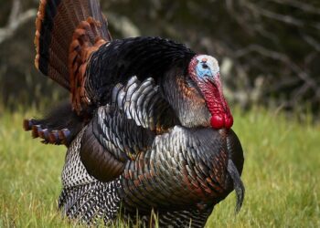 Turkey’s Togg considers factories in Asia – Arabian Gulf Business Insight | AGBI