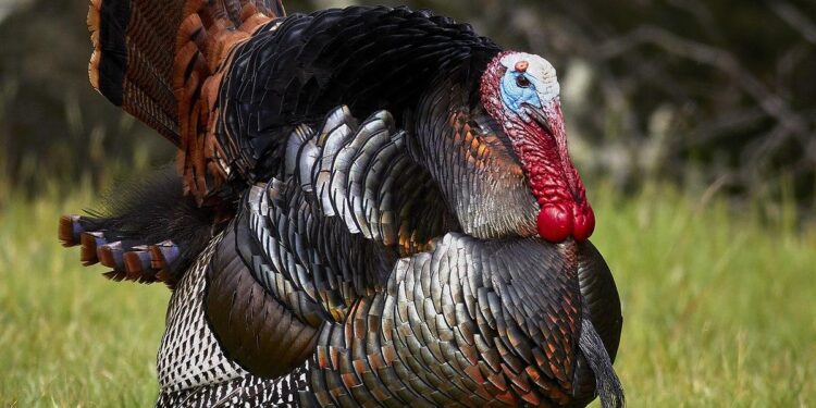 Turkey’s Togg considers factories in Asia – Arabian Gulf Business Insight | AGBI