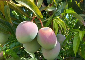 This Boise business in jeopardy after Trump tariffs hit mangoes | Opinion – Idaho Statesman