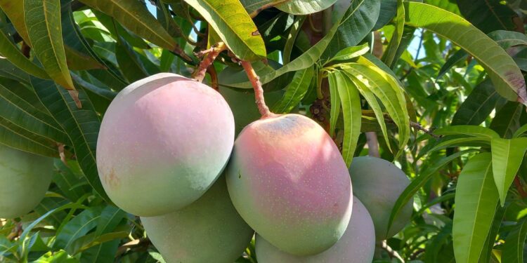 This Boise business in jeopardy after Trump tariffs hit mangoes | Opinion – Idaho Statesman