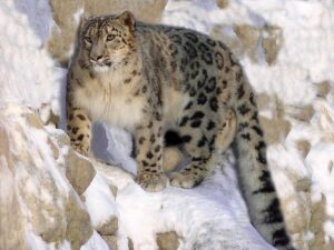 Rare Good News About Snow Leopards Is Coming Out Of Nepal – IFLScience