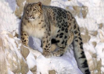 Rare Good News About Snow Leopards Is Coming Out Of Nepal – IFLScience