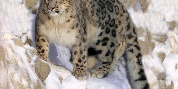 Rare Good News About Snow Leopards Is Coming Out Of Nepal – IFLScience