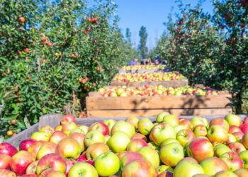 Apple ramps up India, Vietnam production as tariff safe harbors – Nikkei Asia