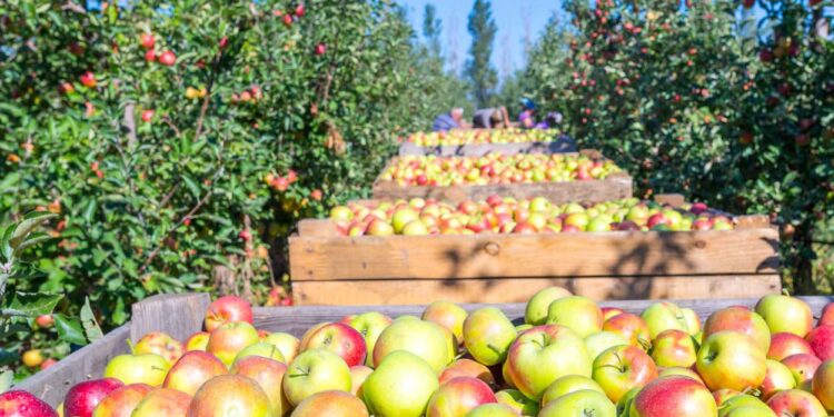 Apple ramps up India, Vietnam production as tariff safe harbors – Nikkei Asia
