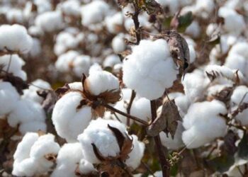 Cotton cultivation areas increase in Tajikistan – ASIA-Plus