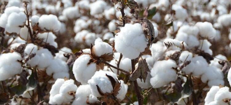 Cotton cultivation areas increase in Tajikistan – ASIA-Plus