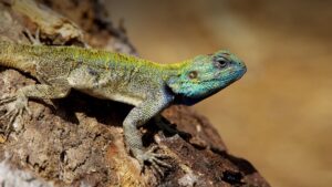 ‘Never seen anything like this’: lizard found eating abandoned baby near Bangkok – South China Morning Post