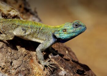 ‘Never seen anything like this’: lizard found eating abandoned baby near Bangkok – South China Morning Post
