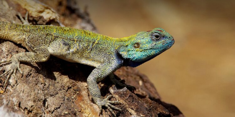 ‘Never seen anything like this’: lizard found eating abandoned baby near Bangkok – South China Morning Post