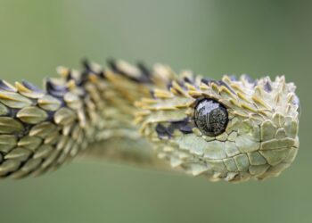 7 most unique snakes in India – Times of India