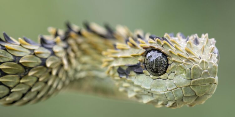 7 most unique snakes in India – Times of India