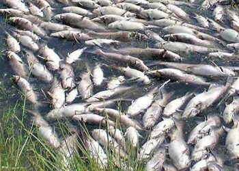 Mass fish die-off in Iraq’s Ibn Najm Marsh as drought bites – Shafaq News – شفق نيوز