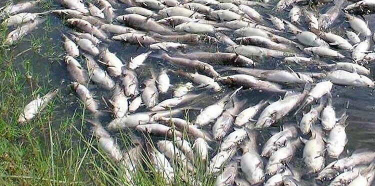 Mass fish die-off in Iraq’s Ibn Najm Marsh as drought bites – Shafaq News – شفق نيوز
